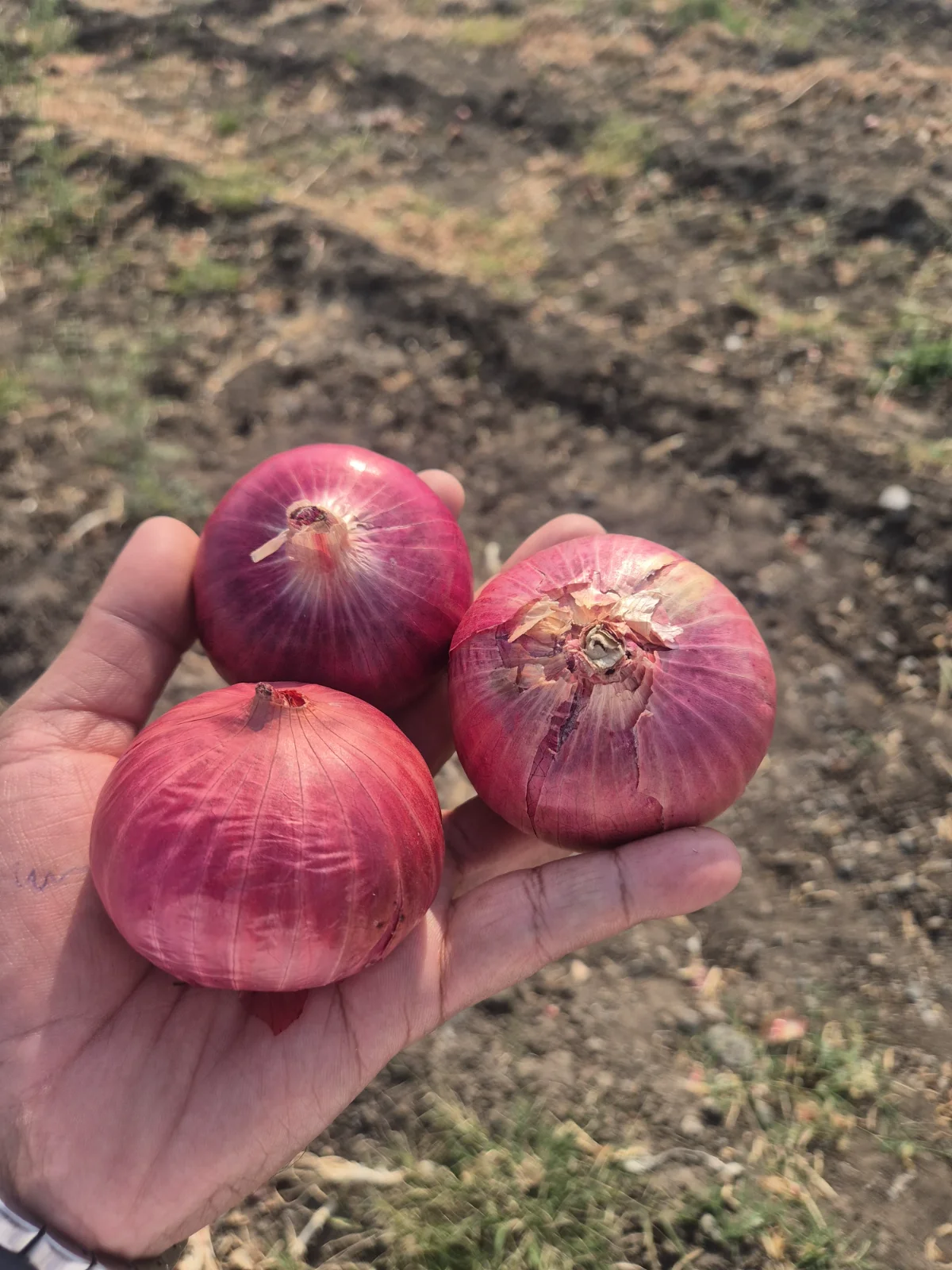 Premium Onions