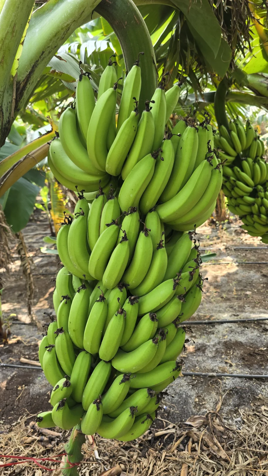 Banana Green