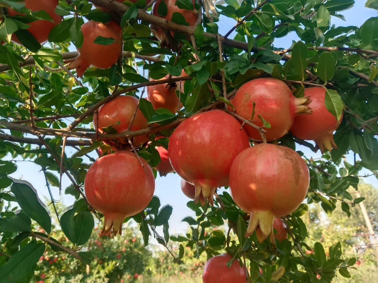 Fresh Pomegranates