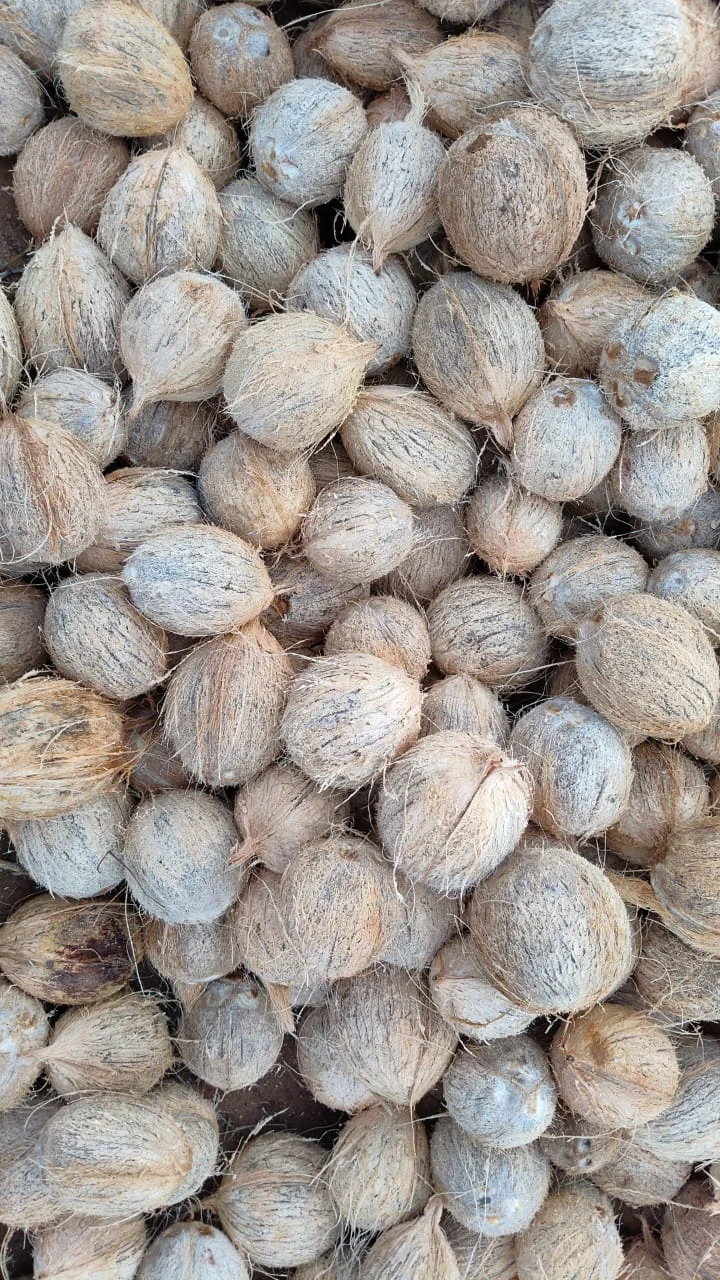 Semi Husked Coconuts